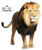Lion Animal 18.5×21.5