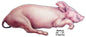 Sleeping Pig Animal 9.5×23.5