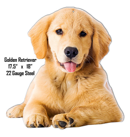 Ba Golden Retriever 17.5×18