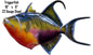 Triggerfish 9×16