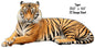 Tiger 11.5×23.5
