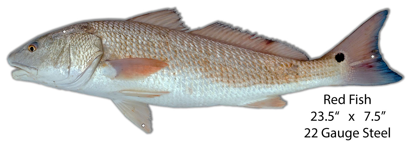 Red Fish 7.5×23.5
