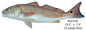 Red Fish 7.5×23.5