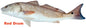 Red Drum Fish Of 19.5×20.5