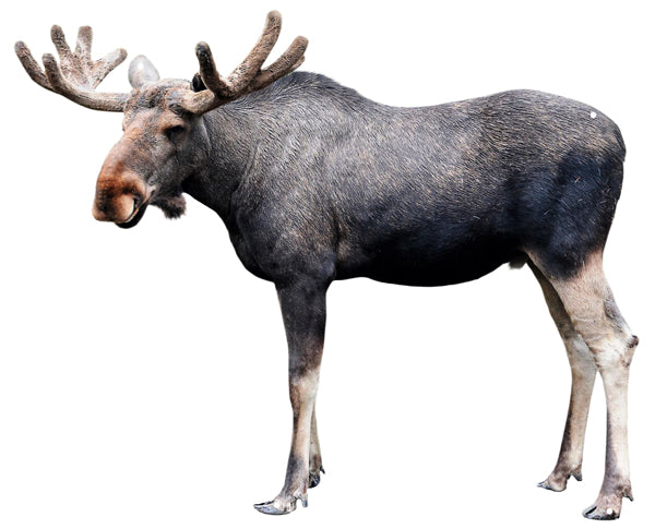 Moose 23×28