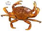 Crab Sea Animal 17×23.2