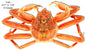 Crab Sea Animal 13.8×23.7
