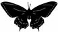 Butterfly Silhouette 12.3×22.8