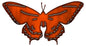 Butterfly 12.3×22.8