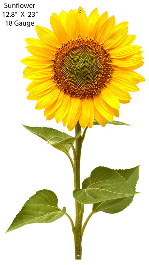 Sunflower Country 12.8×23