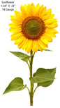 Sunflower Country 12.8×23