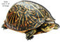 Turtle Animal 16×23.6