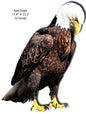 Bald Eagle Animal 17.9×23.5