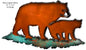 Bears 23×13.5