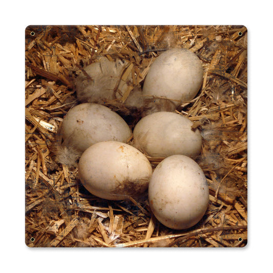 EGGS IN HAY 12 x 12