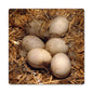 EGGS IN HAY 12 x 12