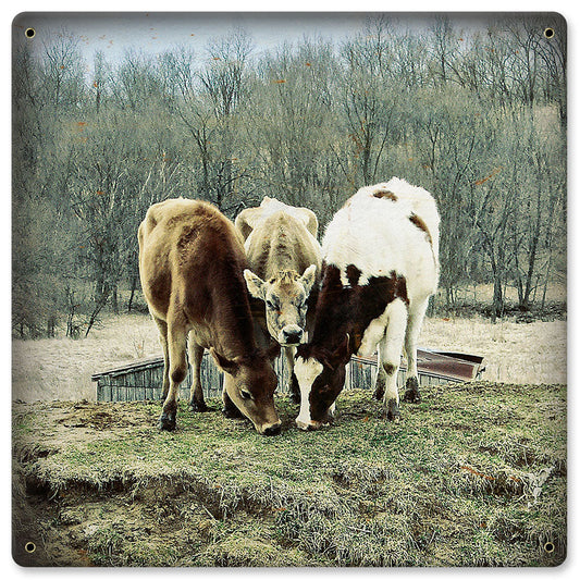 THREE COWS 12 x 12