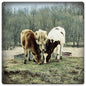 THREE COWS 12 x 12