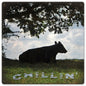 COW CHILLIN' 12 x 12