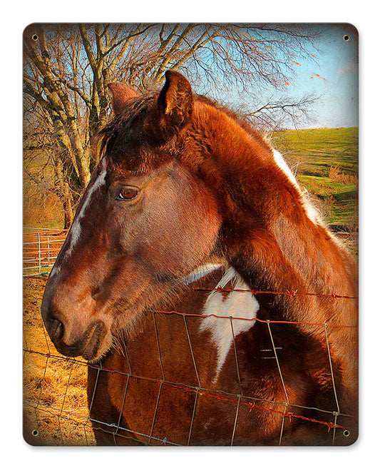 HORSE 12 x 15