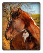 HORSE 12 x 15