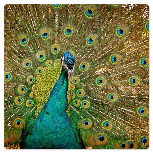 Peacock 24 x 24