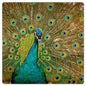 Peacock 24 x 24