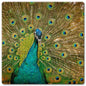 Peacock 12 x 12