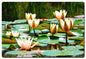 Water Lillies A La Monet 24 x 24