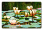 Waterlillies A La Monet 18 x 12