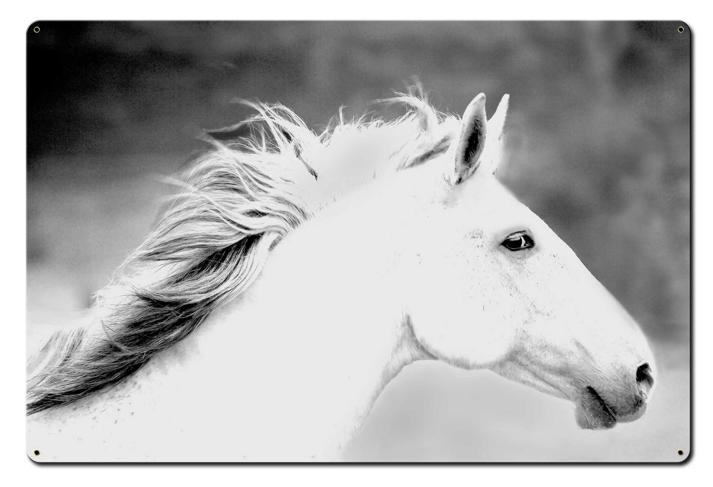 Mane In The Wind 36 x 24
