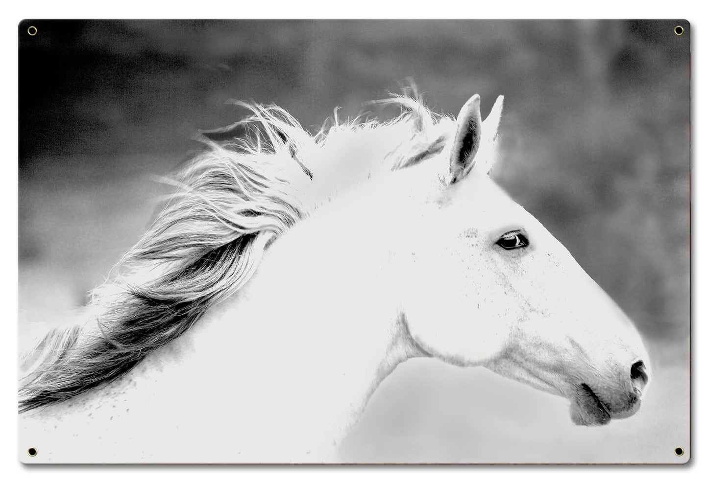 Mane In The Wind 24 x 16