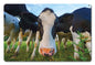 Cows 12 x 18