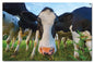 Cows 16 x 24