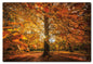 Autumn Scene2 16 x 24