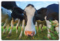Cows 24 x 36