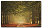 Walk In The Woods 24 x 16