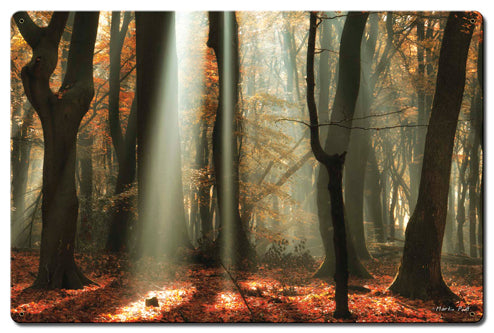 Light Through The Trees 24 x 16