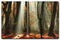 Light Through The Trees 24 x 16