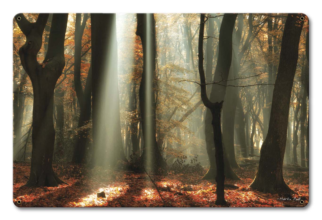 Light Through The Trees 18 x 12
