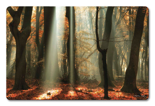 Light Through The Trees 18 x 12
