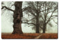 Trees In The Fog 24 x 16