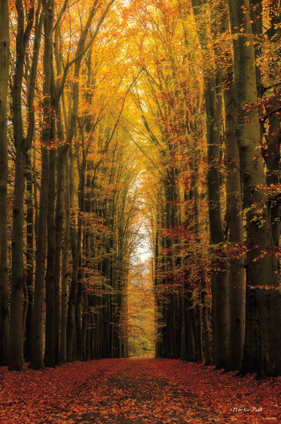 Path of Trees 16 x 24