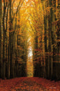 Path of Trees 16 x 24