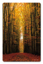Path of Trees 12 x 18