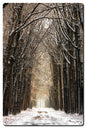 Path In The Snow 16 x 24