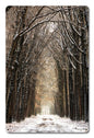 Path in the Snow 12 x 18