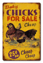 Chicks Cheep 12 x 18