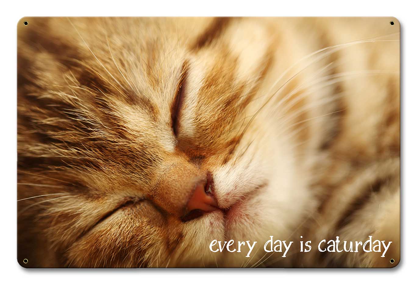 Every Day Caturday 18 x 12