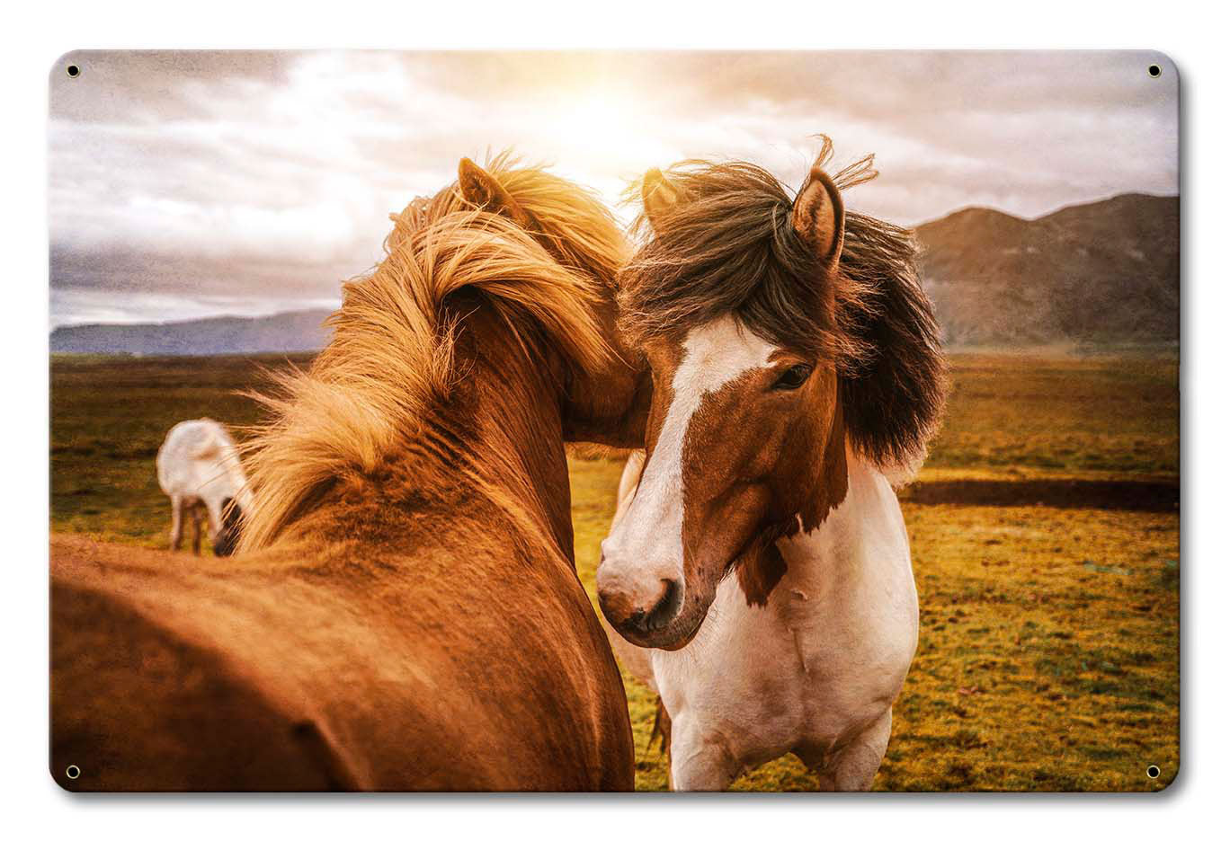 Wild Horses 1 18 x 12
